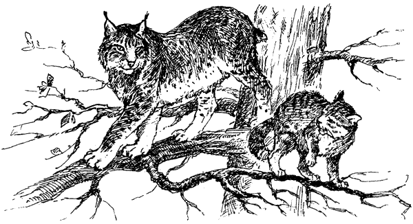 За ядовитыми змеями. Дьявольское отродье - i_051.png