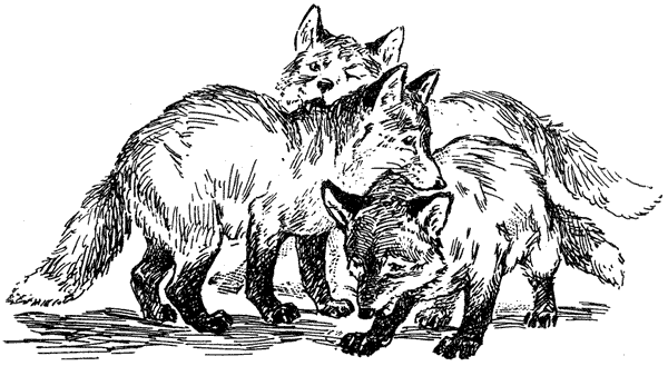 За ядовитыми змеями. Дьявольское отродье - i_059.png