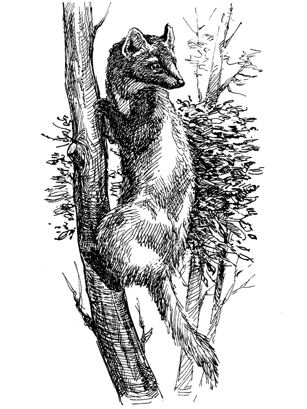 За ядовитыми змеями. Дьявольское отродье - i_064.png