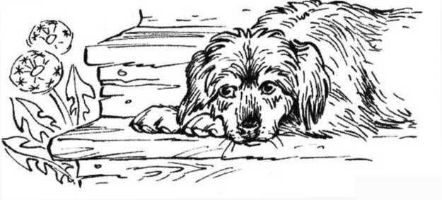 Верный друг. Рассказы о собаках - image17.jpg