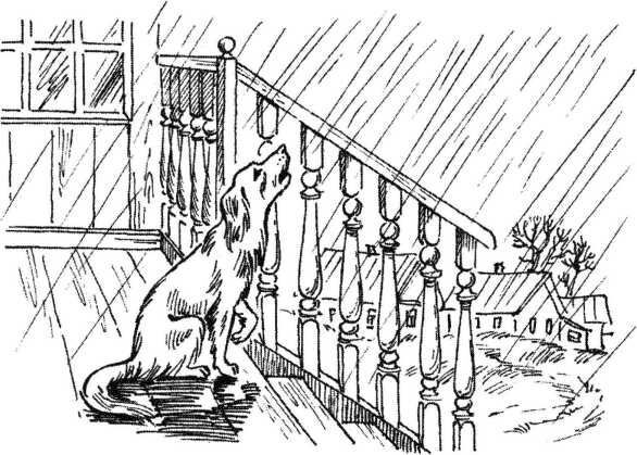 Верный друг. Рассказы о собаках - image18.jpg