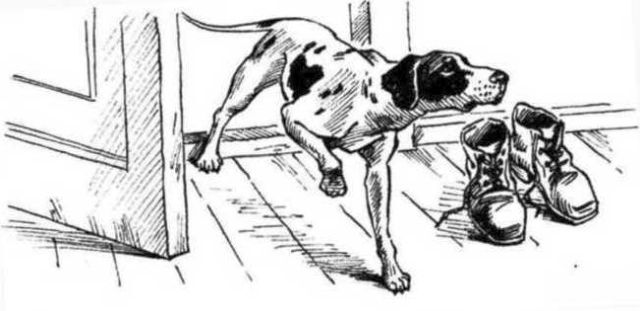 Верный друг. Рассказы о собаках - image19.jpg