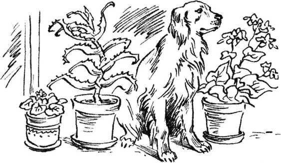 Верный друг. Рассказы о собаках - image20.jpg