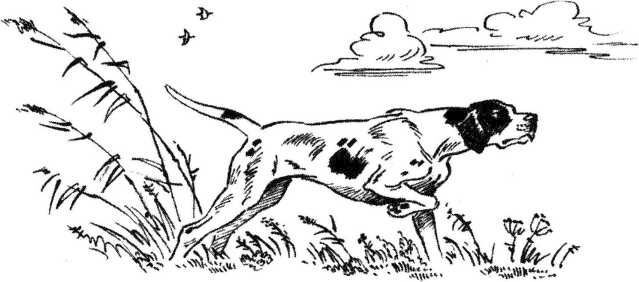 Верный друг. Рассказы о собаках - image24.jpg