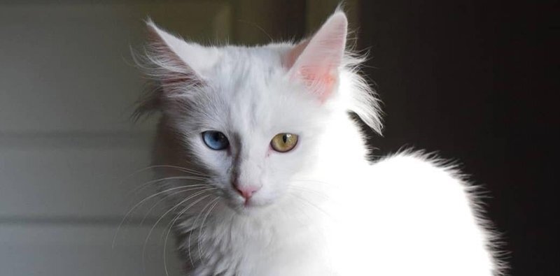 Победа от Виктории (СИ) - image3.jpg