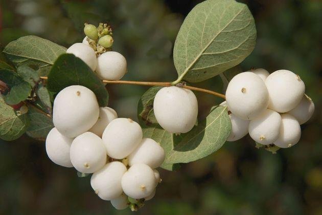 Победа от Виктории (СИ) - image29.jpg