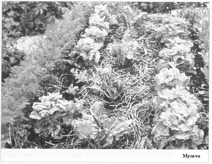 Плодородный сад. Экологический подход к садоводству и ландшафту - img_10.jpeg