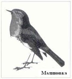 Плодородный сад. Экологический подход к садоводству и ландшафту - img_15.jpeg