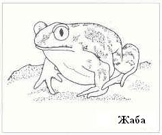 Плодородный сад. Экологический подход к садоводству и ландшафту - img_23.jpeg