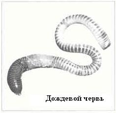 Плодородный сад. Экологический подход к садоводству и ландшафту - img_24.jpeg