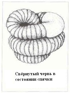 Плодородный сад. Экологический подход к садоводству и ландшафту - img_25.jpeg