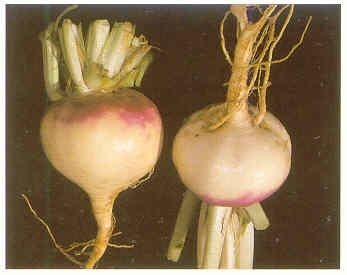 Плодородный сад. Экологический подход к садоводству и ландшафту - img_36.jpeg