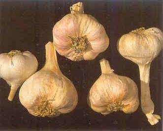 Плодородный сад. Экологический подход к садоводству и ландшафту - img_38.jpeg