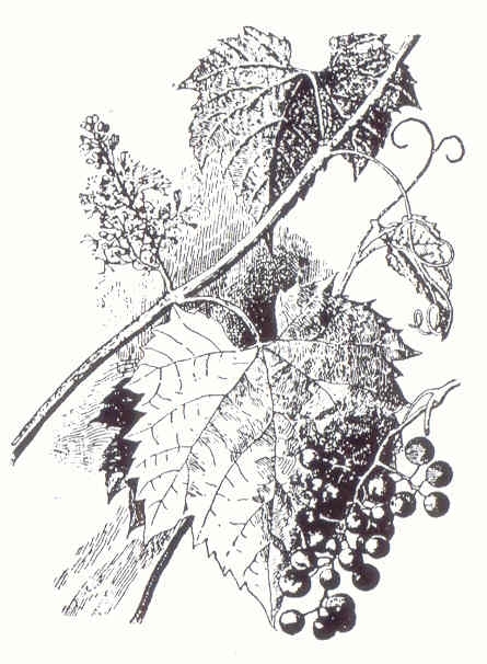 Плодородный сад. Экологический подход к садоводству и ландшафту - img_4.jpeg