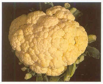 Плодородный сад. Экологический подход к садоводству и ландшафту - img_40.jpeg