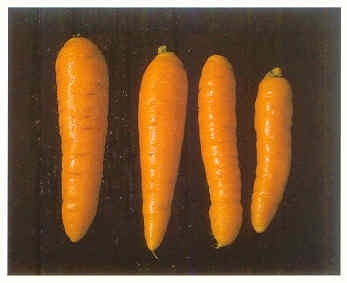 Плодородный сад. Экологический подход к садоводству и ландшафту - img_42.jpeg