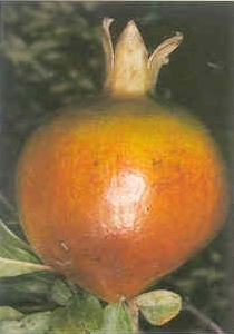 Плодородный сад. Экологический подход к садоводству и ландшафту - img_44.jpeg