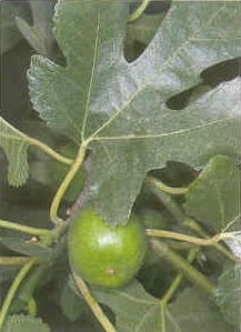 Плодородный сад. Экологический подход к садоводству и ландшафту - img_45.jpeg