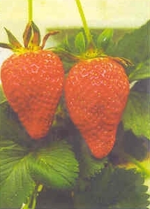 Плодородный сад. Экологический подход к садоводству и ландшафту - img_46.jpeg