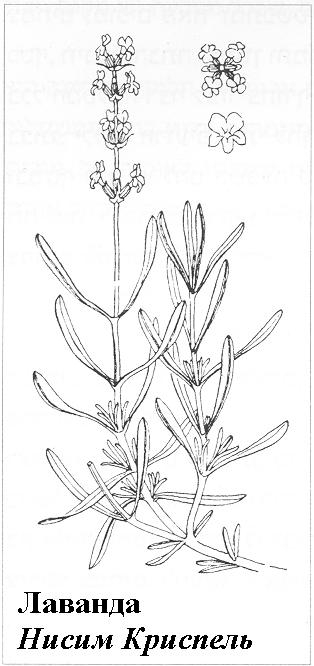 Плодородный сад. Экологический подход к садоводству и ландшафту - img_57.jpeg