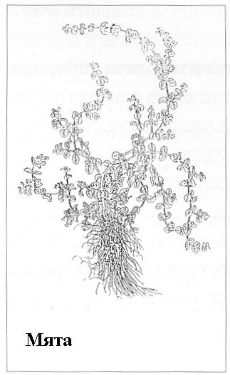 Плодородный сад. Экологический подход к садоводству и ландшафту - img_59.jpeg