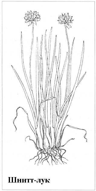 Плодородный сад. Экологический подход к садоводству и ландшафту - img_60.jpeg