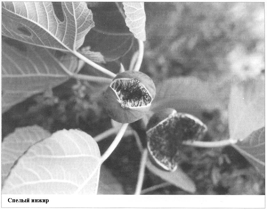 Плодородный сад. Экологический подход к садоводству и ландшафту - img_69.jpeg