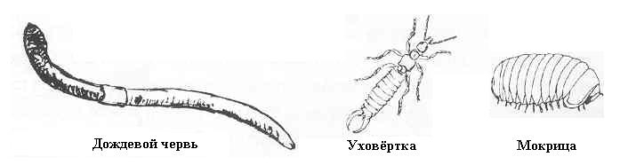 Плодородный сад. Экологический подход к садоводству и ландшафту - img_8.jpeg