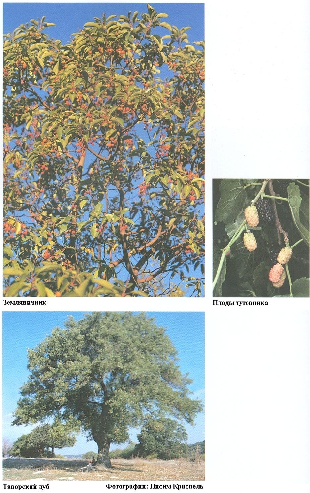 Плодородный сад. Экологический подход к садоводству и ландшафту - img_70.jpeg