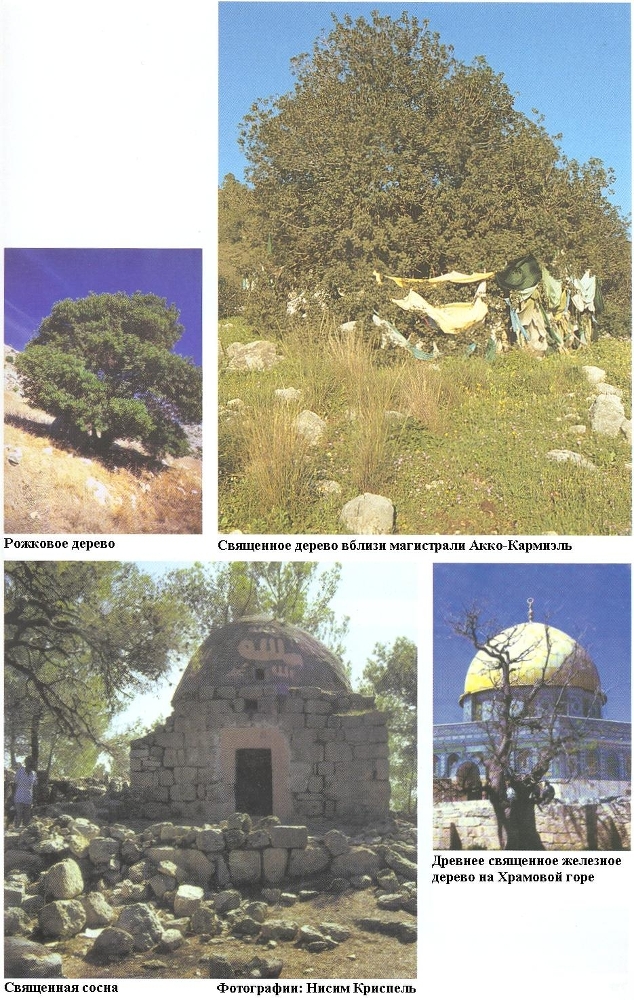 Плодородный сад. Экологический подход к садоводству и ландшафту - img_71.jpeg