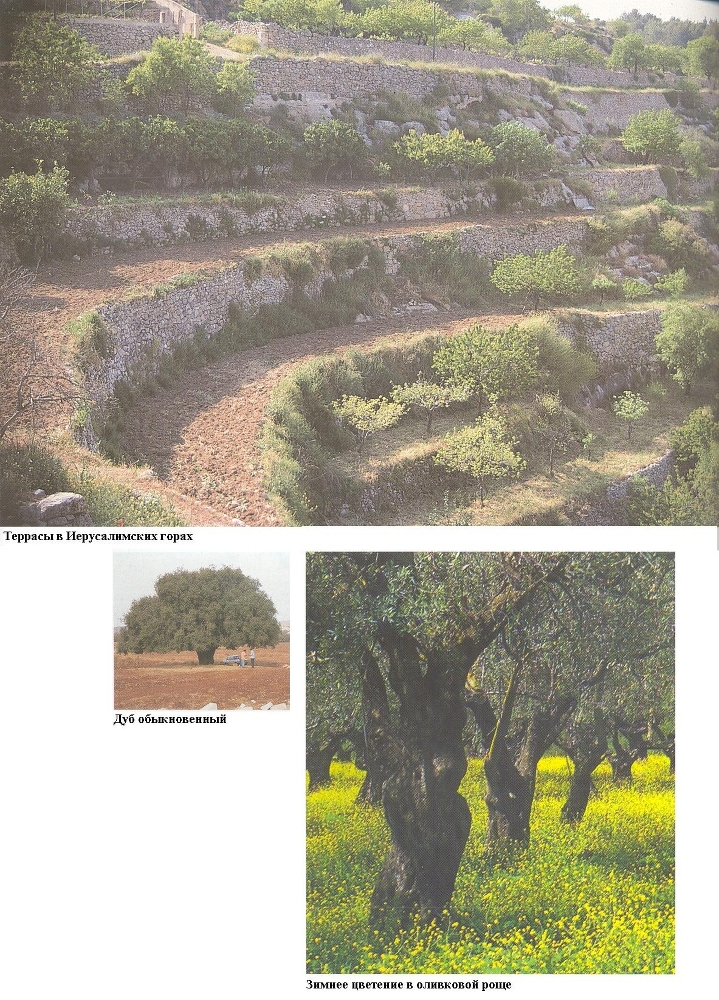 Плодородный сад. Экологический подход к садоводству и ландшафту - img_72.jpeg