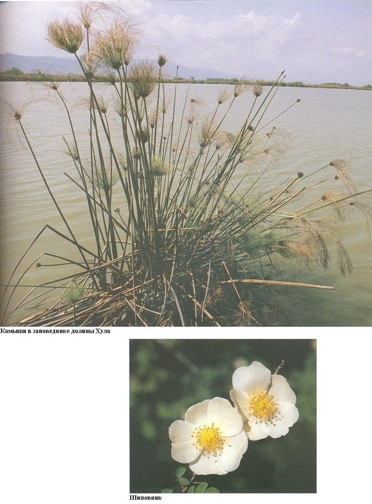 Плодородный сад. Экологический подход к садоводству и ландшафту - img_73.jpeg