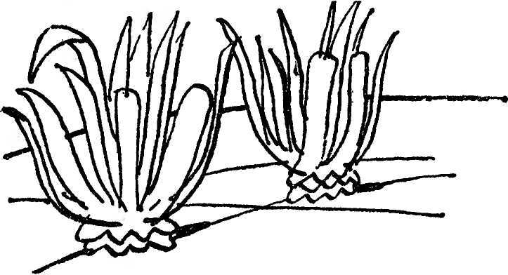 Бедный негр - i_005.jpg