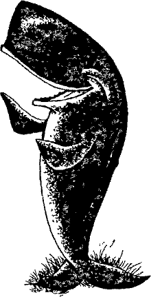 Кошмарное преступление в курятнике - pict_027.png