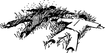 Кошмарное преступление в курятнике - pict_065.png