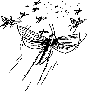 Кошмарное преступление в курятнике - pict_115.png