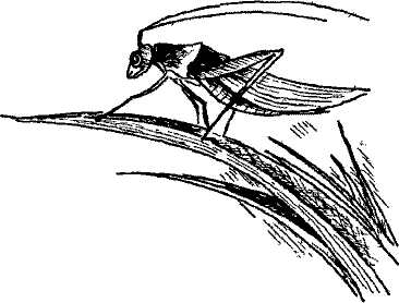 Кошмарное преступление в курятнике - pict_116.png