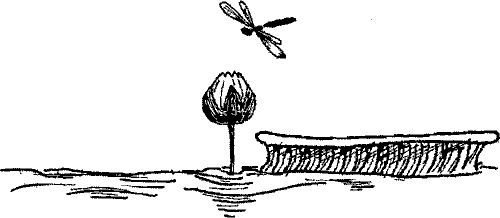 Кошмарное преступление в курятнике - pict_121.png