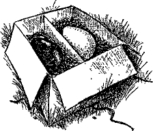 Кошмарное преступление в курятнике - pict_144.png