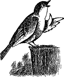 Кошмарное преступление в курятнике - pict_149.png