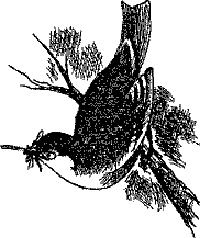 Кошмарное преступление в курятнике - pict_155.png