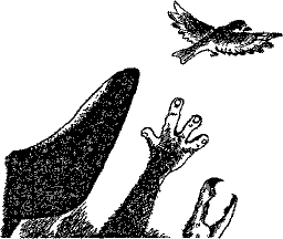 Кошмарное преступление в курятнике - pict_156.png