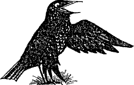 Кошмарное преступление в курятнике - pict_158.png