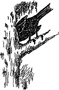 Кошмарное преступление в курятнике - pict_160.png