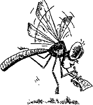 Кошмарное преступление в курятнике - pict_171.png