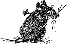 Кошмарное преступление в курятнике - pict_186.png