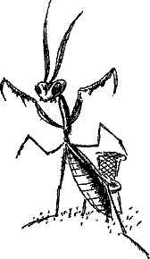 Кошмарное преступление в курятнике - pict_208.png