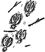 Кошмарное преступление в курятнике - pict_252.png