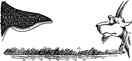 Кошмарное преступление в курятнике - pict_265.png