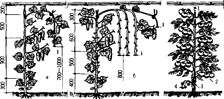 Солнечный вегетарий. Витаминное изобилие круглый год - img_51.png